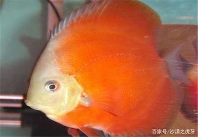 觀賞魚(yú)的溫度在多少度最好（觀賞魚(yú)的最佳飼養(yǎng)溫度適應(yīng)性是養(yǎng)魚(yú)的重要環(huán)節(jié)觀賞魚(yú)的重要性） 飛鳳魚(yú)苗 第3張