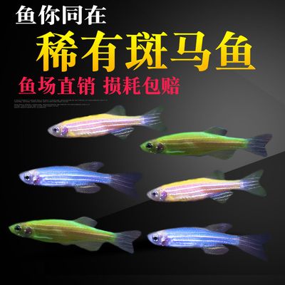 草缸淡水觀賞魚冷水養(yǎng)可以嗎（如何選擇適合草缸的冷水魚）