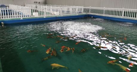 觀賞魚繁殖基地排名（觀賞魚養(yǎng)殖基地排名） 大白鯊魚 第2張