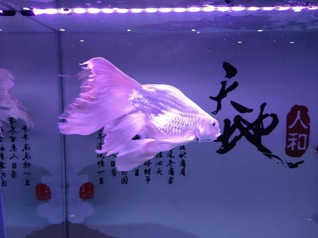 觀賞魚平平的飼養(yǎng)方法視頻（關(guān)于觀賞魚平平的飼養(yǎng)方法） 泰龐海蓮魚 第1張