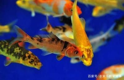 觀賞魚浮在水面上是怎么了回事（觀賞魚浮在水面上可能是由多種原因引起的）