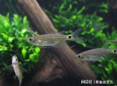 觀賞魚浮在水面上是怎么了回事（觀賞魚浮在水面上可能是由多種原因引起的）