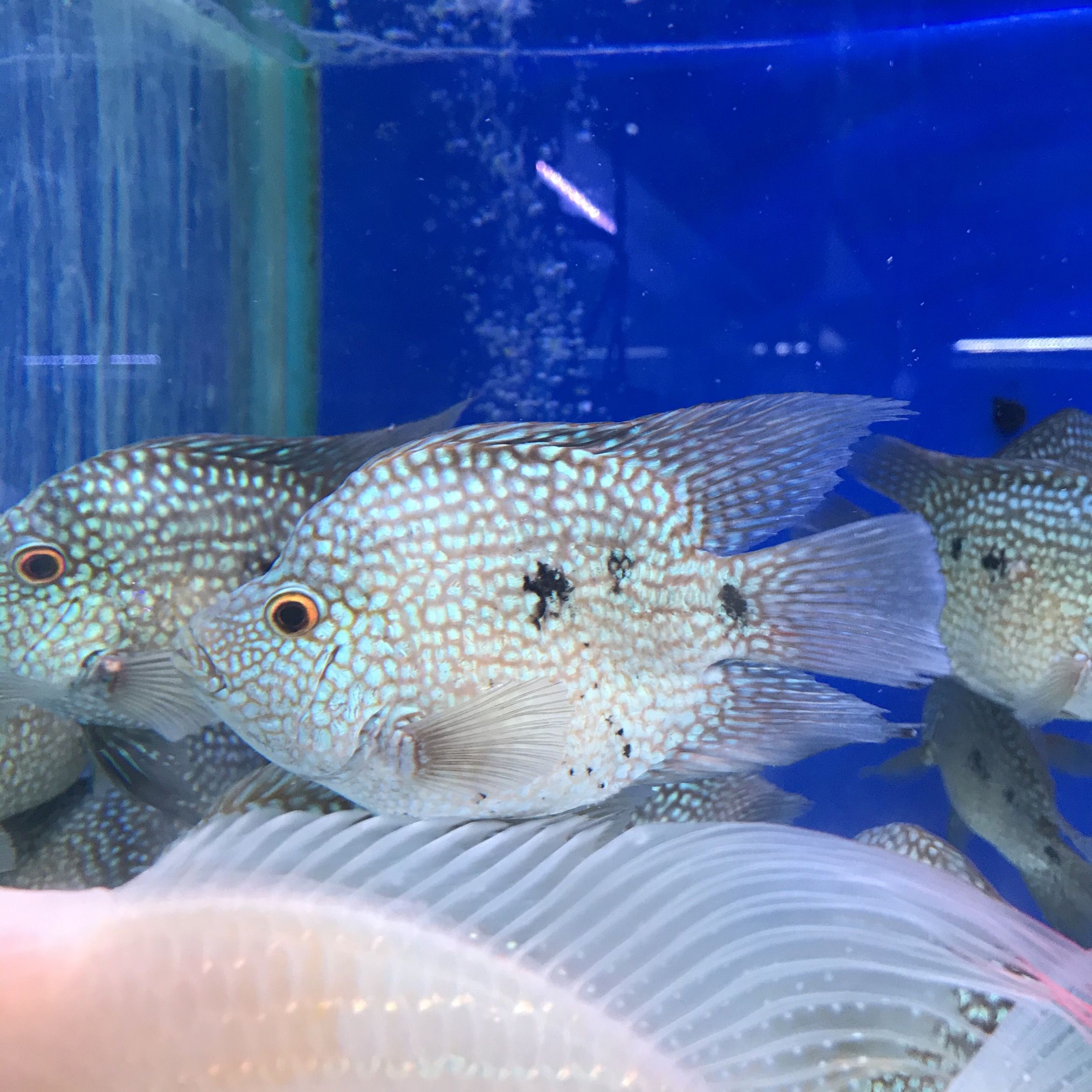 大型觀賞魚種類（大型觀賞魚有哪些種類？） 祥龍水族濾材/器材 第4張