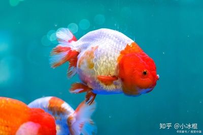 觀賞魚(yú)可以吃豬肉嗎（觀賞魚(yú)可以吃豬肉，但需適度并選擇瘦肉并選擇瘦肉）