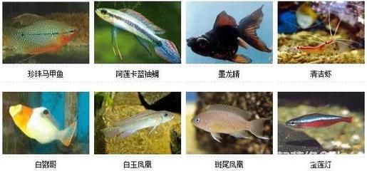 北方野生觀賞魚種類（北方地區(qū)常見的野生觀賞魚種類：紅點(diǎn)鮭魚是一種美麗的觀賞魚） 九鼎魚缸 第4張