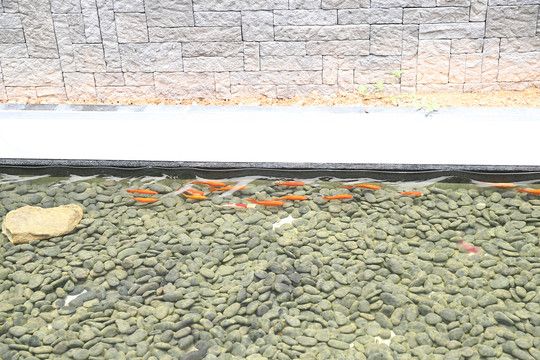 公園的觀賞魚可以隨便投喂嗎視頻（公園觀賞魚可以隨便投喂嗎？） 黃金鴨嘴魚 第3張