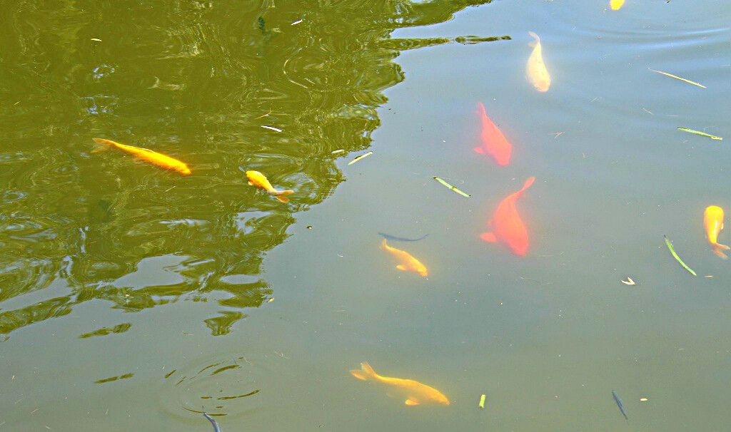 公園的觀賞魚可以隨便投喂嗎視頻（公園觀賞魚可以隨便投喂嗎？） 黃金鴨嘴魚 第4張