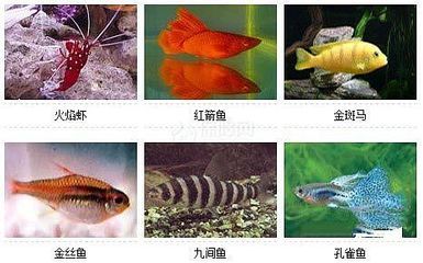 觀賞魚眼睛白了怎么醫(yī)治（觀賞魚眼睛出現(xiàn)白膜怎么辦）