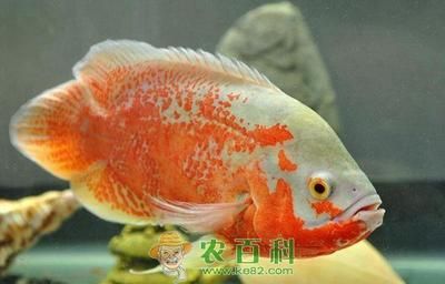 觀賞魚海魚和淡水魚那樣好養(yǎng)活（海水觀賞魚養(yǎng)殖的入門指南） 養(yǎng)魚知識(shí) 第3張