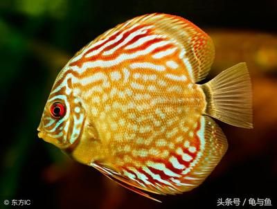 觀賞魚 七彩神仙魚（七彩神仙魚的起源與進(jìn)化）