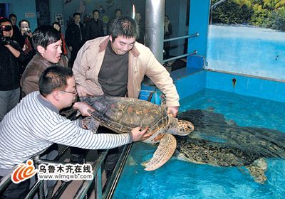 海象魚(yú)價(jià)格（海象魚(yú)價(jià)格一般多少錢(qián)？） 龍年龍魚(yú) 第3張