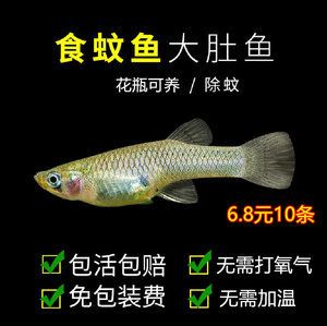 白色觀賞魚能喂增色飼料嗎有毒嗎（觀賞魚增色飼料的選擇與使用） 觀賞魚進出口 第1張