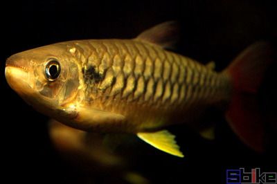 紅尾平克魚(yú)進(jìn)食視頻（關(guān)于紅尾平克魚(yú)進(jìn)食的視頻）