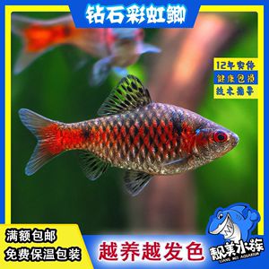 觀賞魚吐泡泡（如何解決觀賞魚吐泡泡的問題） 埃及神仙魚 第1張