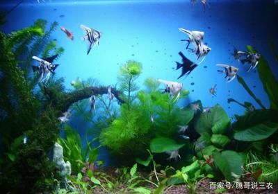 白色的小型觀賞魚(yú)是什么魚(yú)?。ò咨⌒陀^賞魚(yú)有哪些常見(jiàn)品種） iwish愛(ài)唯希品牌魚(yú)缸 第3張