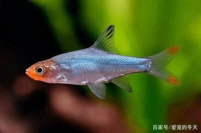 白色的小型觀賞魚(yú)是什么魚(yú)?。ò咨⌒陀^賞魚(yú)有哪些常見(jiàn)品種） iwish愛(ài)唯希品牌魚(yú)缸 第2張