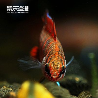 觀(guān)賞魚(yú)發(fā)快遞需要什么手續(xù)（國(guó)際快遞與國(guó)際快遞與國(guó)內(nèi)快遞與國(guó)內(nèi)快遞的區(qū)別和操作流程） 其他益生菌 第3張