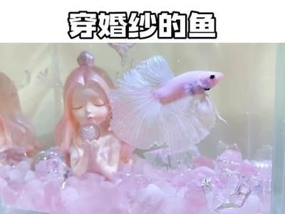 觀賞魚餌料宣傳片文案（關(guān)于觀賞魚餌料宣傳片文案的建議：觀賞魚餌料宣傳片文案的建議） 觀賞魚市場（混養(yǎng)魚） 第2張