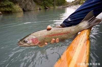 紅鱒魚價(jià)格（虹鱒魚價(jià)格在每斤30元至150元人民幣之間） 金三間魚 第2張