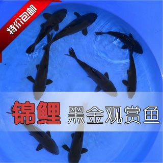 觀賞魚苗批發(fā)網(wǎng)（觀賞魚養(yǎng)殖技術(shù)掌握觀賞魚的養(yǎng)殖技術(shù)是成為一名合格養(yǎng)魚者的基礎(chǔ)） 大日玉鯖魚 第1張