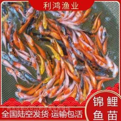 觀賞魚(yú)苗批發(fā)網(wǎng)（觀賞魚(yú)養(yǎng)殖技術(shù)掌握觀賞魚(yú)的養(yǎng)殖技術(shù)是成為一名合格養(yǎng)魚(yú)者的基礎(chǔ)）