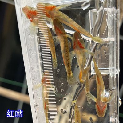 觀賞魚紅嘴病會傳染（如何預(yù)防觀賞魚疾病的發(fā)生？）