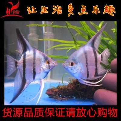 觀賞魚熊貓魚（關(guān)于觀賞魚熊貓魚的基本飼養(yǎng)知識(shí)和注意事項(xiàng)） 斑馬鴨嘴魚苗 第3張