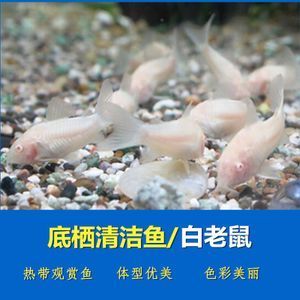 觀賞魚熊貓魚（關(guān)于觀賞魚熊貓魚的基本飼養(yǎng)知識(shí)和注意事項(xiàng)） 斑馬鴨嘴魚苗 第1張