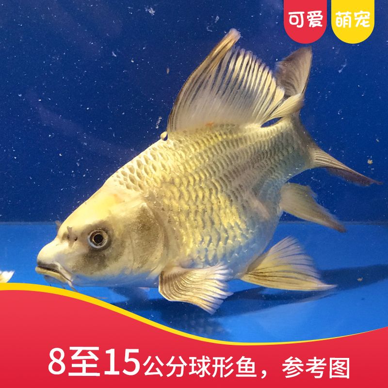 觀賞魚熊貓魚（關(guān)于觀賞魚熊貓魚的基本飼養(yǎng)知識(shí)和注意事項(xiàng)） 斑馬鴨嘴魚苗 第4張