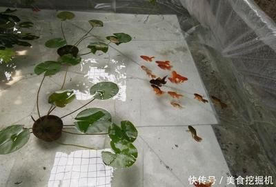 吃浮萍的觀賞魚有哪些？（觀賞魚食用浮萍的基本特性） 白子黃化銀龍魚 第1張