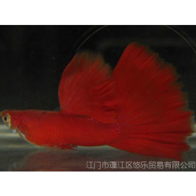 觀賞魚貿(mào)易公司（30篇觀賞魚貿(mào)易公司簡介）