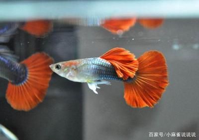 紅色觀賞魚吃什么食物好（紅色觀賞魚可以自制觀賞魚餌料自制觀賞魚的營(yíng)養(yǎng)需求） 雪龍魚 第3張