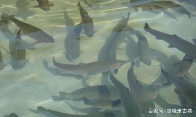 鳊魚養(yǎng)魚缸里能養(yǎng)活么（如何在家中養(yǎng)殖鳊魚）