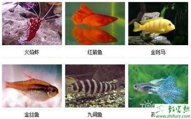 黑色的觀賞魚(yú)為什么可以變成紅色的觀賞魚(yú)你要懂百科（黑色的觀賞魚(yú)變成紅色的觀賞魚(yú)怎么辦） 巴西亞魚(yú)苗 第1張