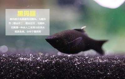 黑觀賞魚(yú)買(mǎi)什么好（如何選擇黑色觀賞魚(yú)？） 馬來(lái)西亞貓山王榴蓮 第3張