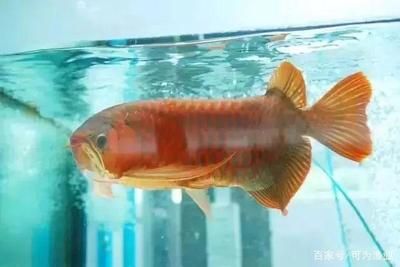 觀賞魚死亡解決辦法（如何判斷觀賞魚是否生??？） 帝王迷宮 第4張