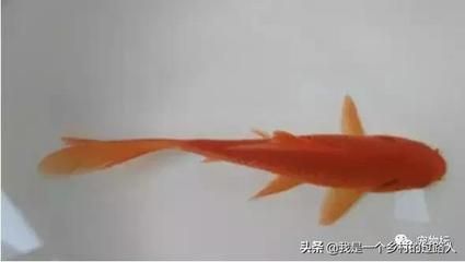 比較好看的冷水觀賞魚（冷水觀賞魚如何飼養(yǎng)） 元寶鯽 第1張