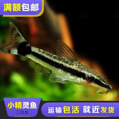 觀賞魚快遞（觀賞魚養(yǎng)護與疾病防治） 博特水族 第4張