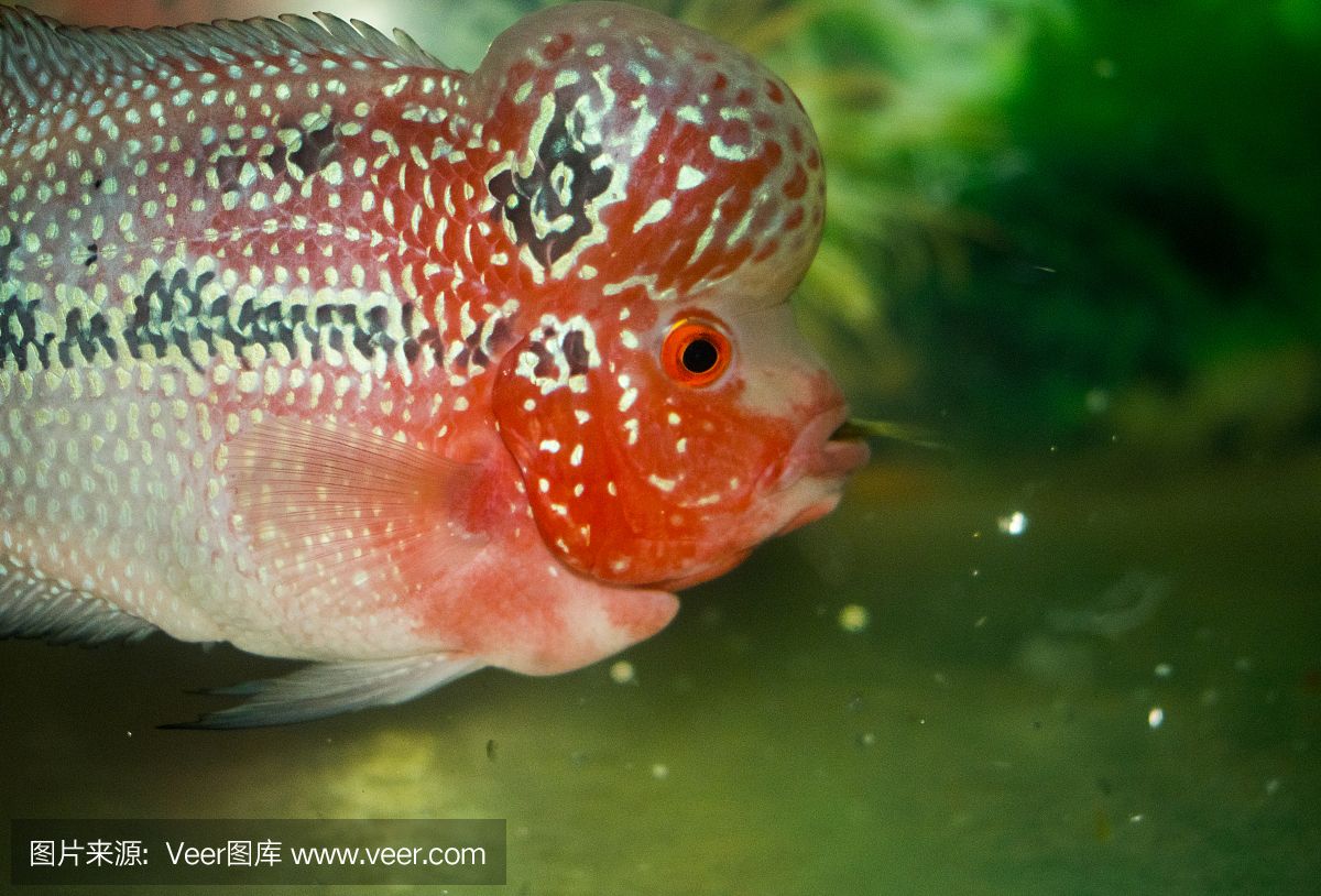 紅頭麗體魚（紅頭麗體魚的基本知識(shí)） 立達(dá)金龍魚 第1張