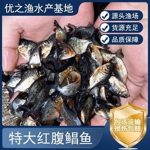 觀賞魚貨源（如何從事觀賞魚生意）