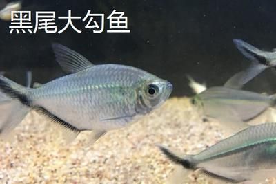 國(guó)產(chǎn)觀賞魚(yú)種類(lèi)有哪些魚(yú)（國(guó)產(chǎn)觀賞魚(yú)有哪些種類(lèi)？） 雙線側(cè)魚(yú) 第2張