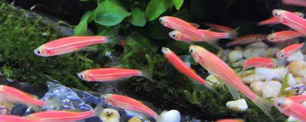 紅嘴觀賞魚（紅嘴觀賞魚的飼養(yǎng)技巧） 廣州水族批發(fā)市場 第2張