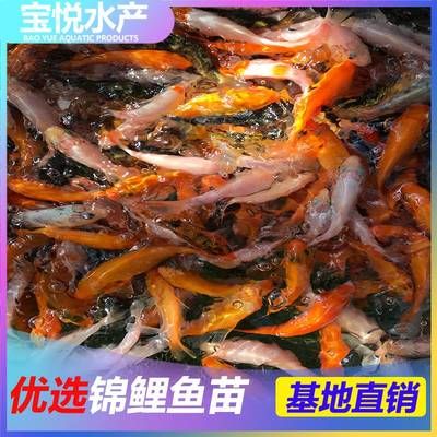 海南觀賞魚場(chǎng)有哪些地方（海南觀賞魚養(yǎng)殖技術(shù)探究海南觀賞魚養(yǎng)殖技術(shù)的發(fā)展?jié)摿Γ? title=