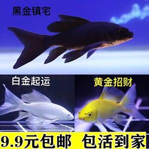 紅魚觀賞魚能吃嗎（紅魚觀賞魚與食用魚的區(qū)別，觀賞魚的區(qū)別有助于提高）