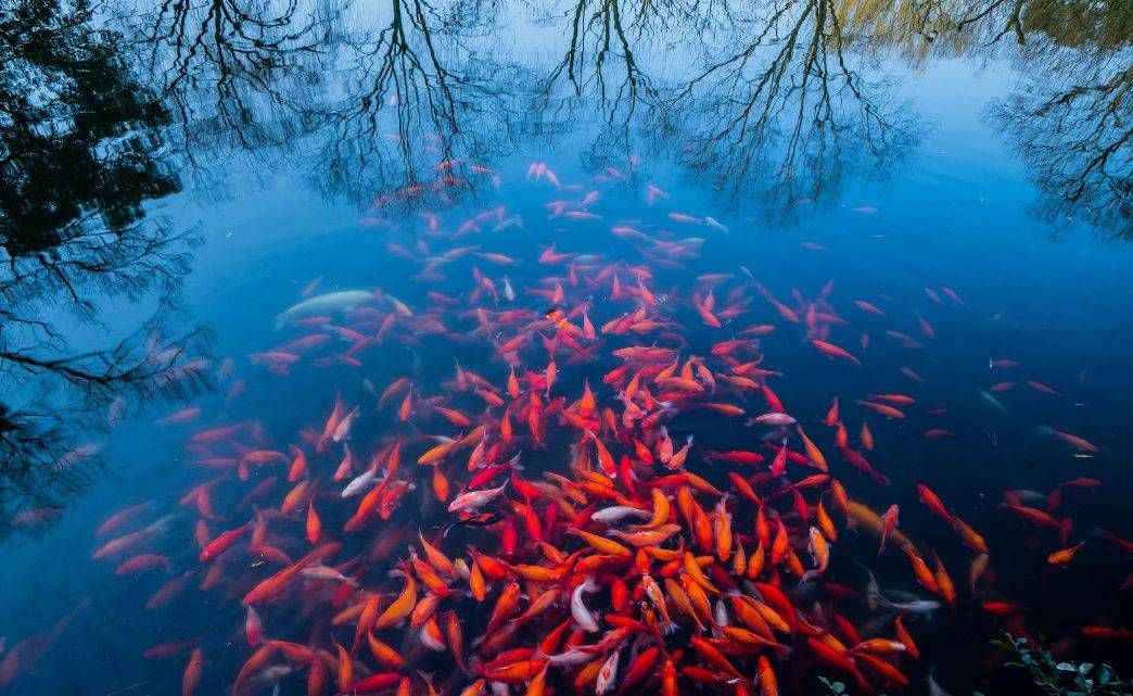 紅魚觀賞魚能吃嗎（紅魚觀賞魚與食用魚的區(qū)別，觀賞魚的區(qū)別有助于提高） 和興紅龍 第2張