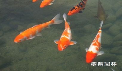 公園的觀賞魚是什么品種的魚（世界各地的特色觀賞魚世界各地的特色觀賞魚品種介紹） 祥龍赫舞紅龍魚 第4張