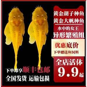 觀賞魚專用（觀賞魚的養(yǎng)護） 老魚匠 第3張