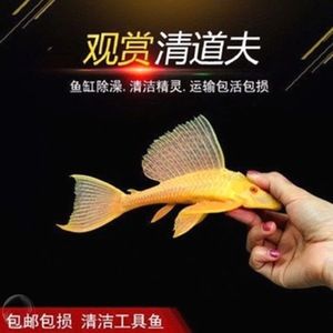 觀賞魚專用（觀賞魚的養(yǎng)護） 老魚匠 第4張