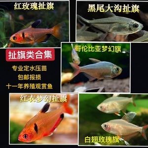 觀賞魚哪些好養(yǎng)（新手養(yǎng)觀賞魚的飼養(yǎng)觀賞魚的基本關(guān)鍵是養(yǎng)好觀賞魚的關(guān)鍵）