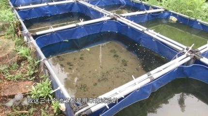 觀賞魚哪些好養(yǎng)（新手養(yǎng)觀賞魚的飼養(yǎng)觀賞魚的基本關(guān)鍵是養(yǎng)好觀賞魚的關(guān)鍵） 垂釣樂園 第4張